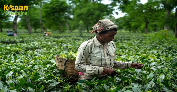 असम कृषि उत्पादन में एक वैश्विक केंद्र के रूप में उभर रहा है: नरेंद्र सिंह तोमर